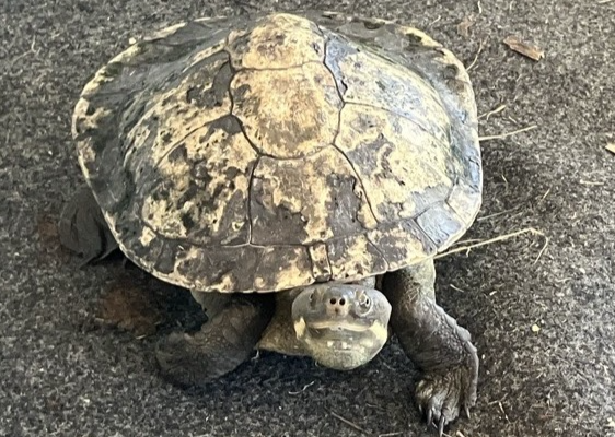 Boad Shelled Turtle 4-3 aspect