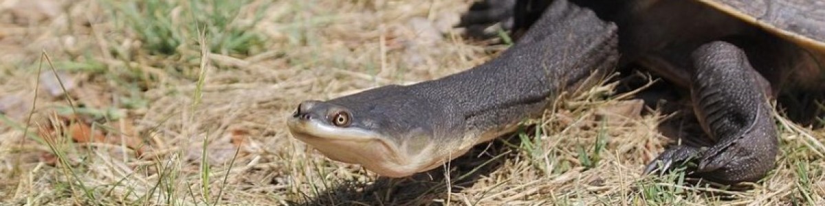 Broad-Shelled Turtle