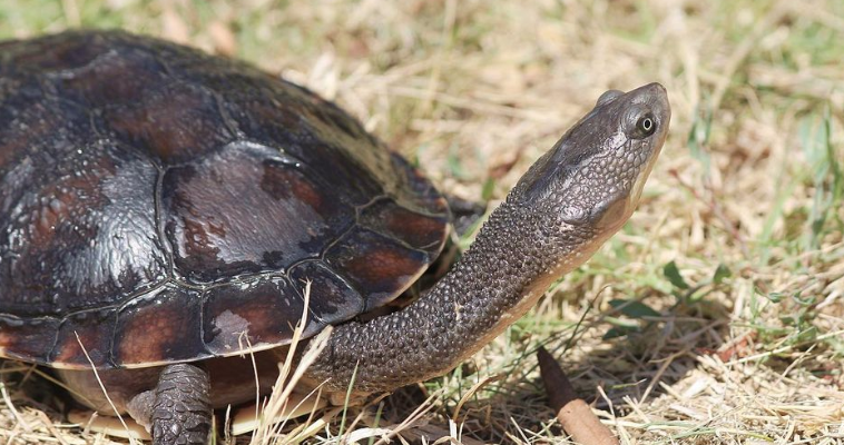 Long-necked Turtle - credit Kirstie Fullerton 4-3 aspect