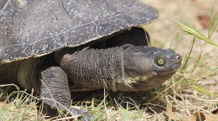 Murray RIver Turtle - credit Kirstie Fullerton 4-3 aspect