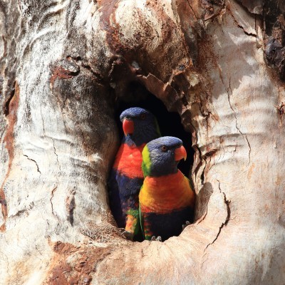 Rainbow Lorikeets - Stock image