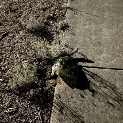 Turtle nesting