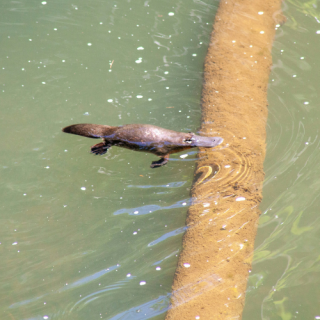 Platypus