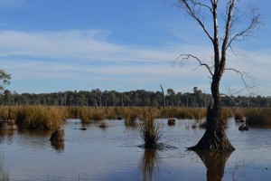 Reedy Swamp