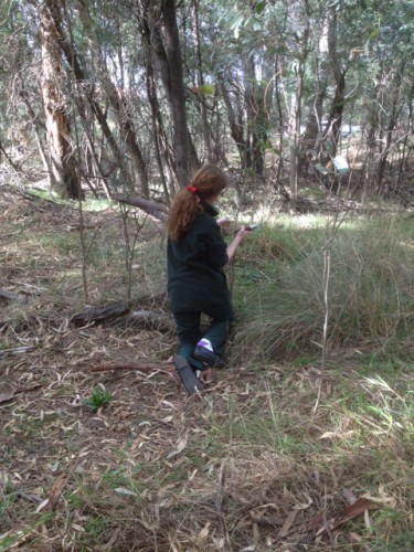 Wanganui Park Works - weeding