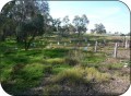 Revegetation, fencing and bollarding works at Reedy Swamp.