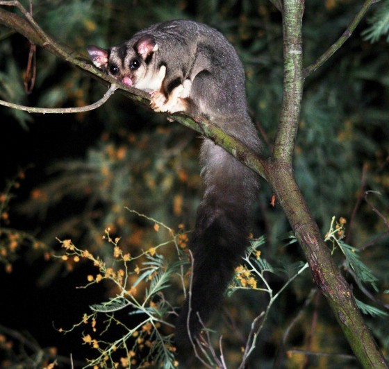 Squirrel Glider - Jordans Bend Shepparton