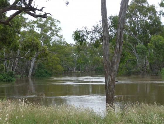 Goulburn River in Flood 2010
