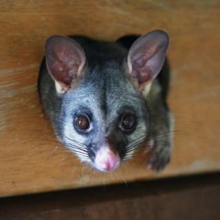Possum
